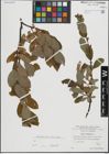 Foto von Salix hastata L.